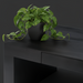 Black brushed mango wood Surya Coburn coffee table with a plant, showing the soft-close drawer and storage.